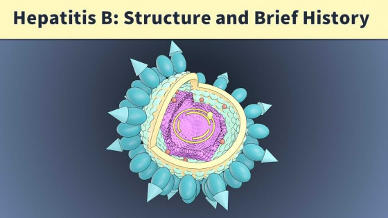 Hepatitis B Virus Structure: Dane particle, filaments and spherical particles