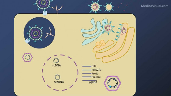 HBV Life cycle and Modes of Transmission