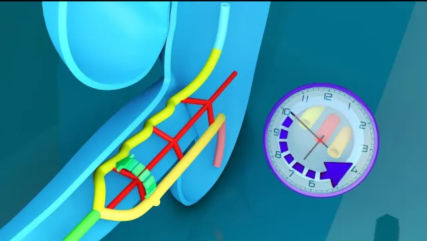 Premium GastroIntestinal Embryology 3D MasterClass