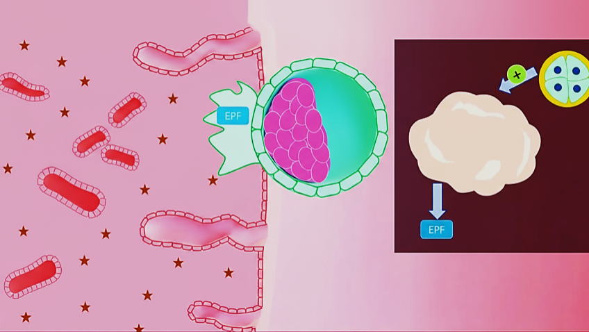 Premium 3D General Embryology Course