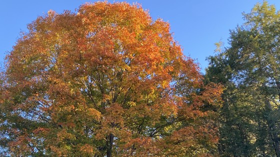 The Art of Gratitude and Letting Go