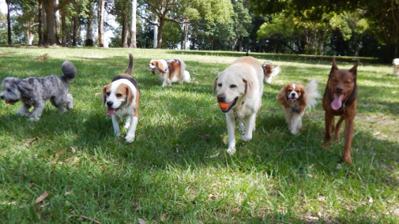 8 Tips From Dogs to Get the Most From RE Networking 