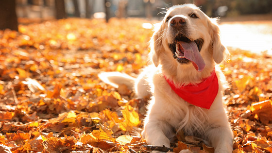 Dog Theft Prevention