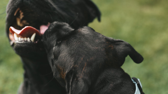 Is My Dog Normal?