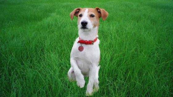 Anxiety in Dogs Series - Article 1 - Sometimes Anxiety Doesn't Shout It Whispers