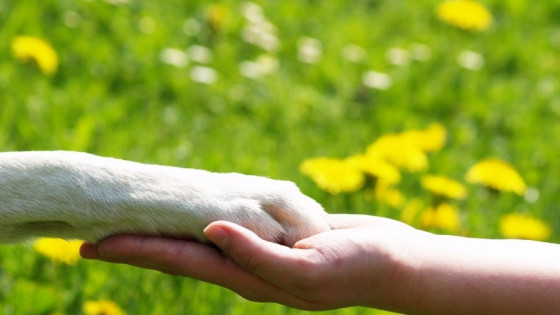Anxiety in Dogs Series - Article 2 - How I Came To Teach Canine Confidence