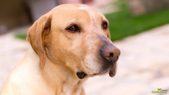 Emotional Pain in Animals - Holistic Healing & Support