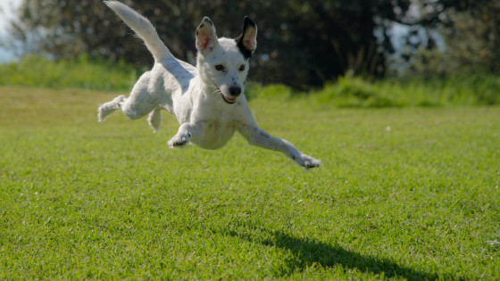 Why do dogs Chase their Tails?