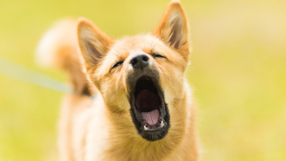 Force Free Methods for Reducing unwanted or Nuisance barking