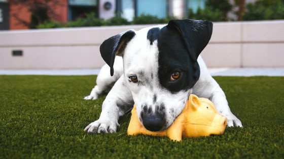 Does your dog Love their toy too Much?