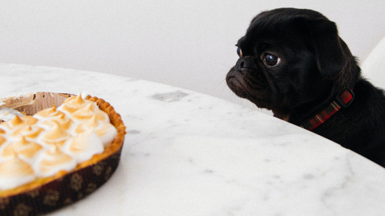 Resource Guarding Food