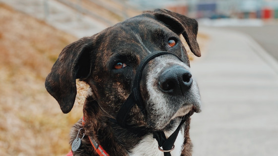 Collar vs Halter vs Harness - which one is best for my dog