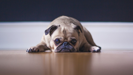 Barking - The problem with Anti - Barking collars