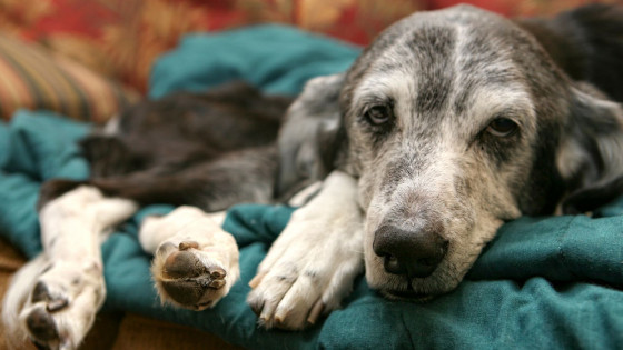 Caring for your Senior dogs
