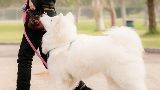 How do I stop my dog from Pulling?