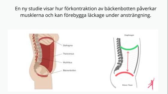 📣 Förkontraktion av bäckenbotten – vad är det och hur fungerar det med andning?