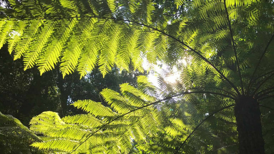 Let nature be your remedy with forest bathing