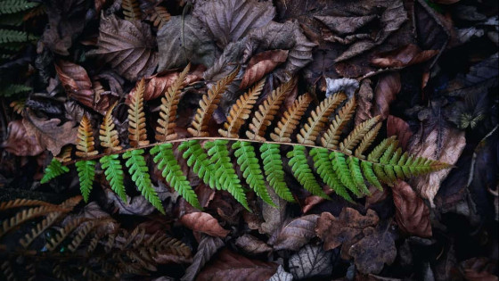 The Gift of Self-Care