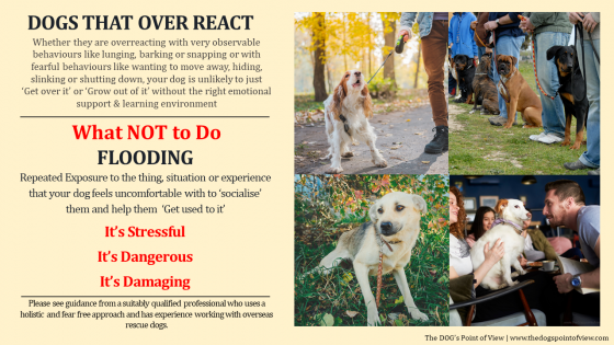 Please Don't FLOOD Your Romanian & Overseas Rescue Dogs