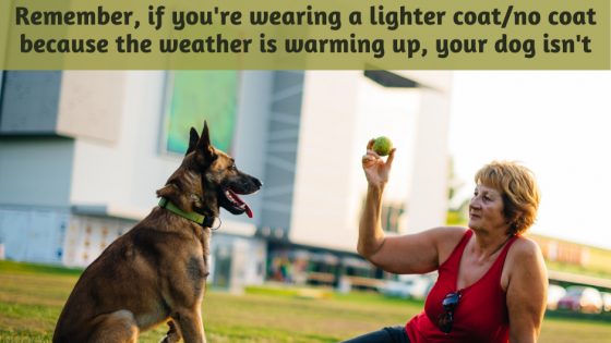 More Dogs Die From Exercise Related Heat Exhaustion than in Hot Cars