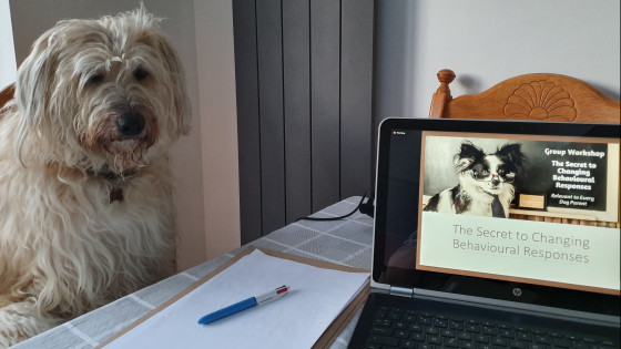 Why Virtual Training can be a Gamechanger for Romanian Dogs