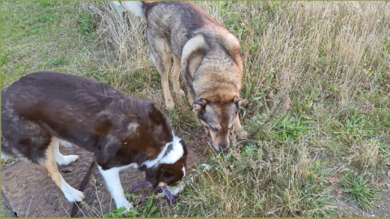For Dogs Sake, Let Them Sniff
