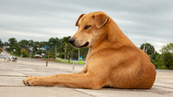 Overseas Rescue Dogs, Pain & Behaviour