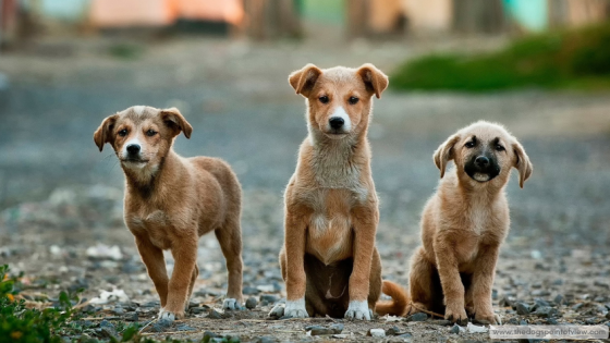 Is Adopting an Overseas Puppy Less Risky than Adopting an Older Dog?