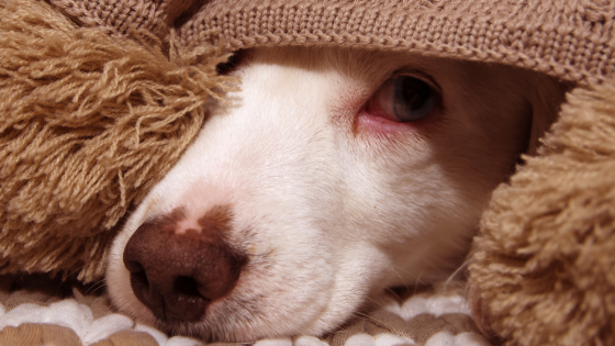 Stormy Weather & Sensitive Dogs: What Can you do to Help