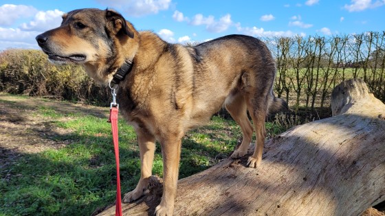 Does Your Romanian Rescue Dog Really Need a Long Walk?