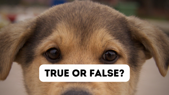 True or False: What Have You Heard About Romanian Rescue Dogs?