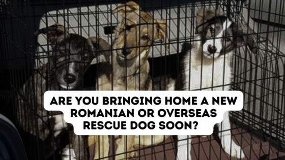 Top Tips for Bringing Home a New Romanian or Overseas Rescue Dog