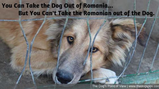 Romanian Rescue Dogs - You Can't Rush Nature