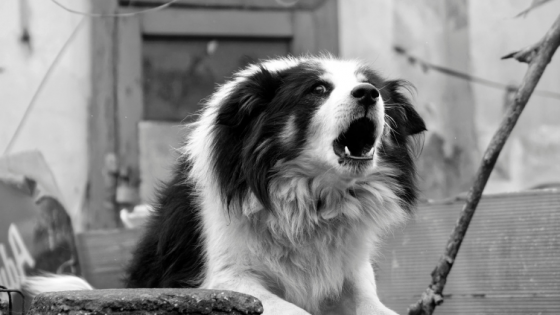 Romanian Rescue Dogs & Barking!