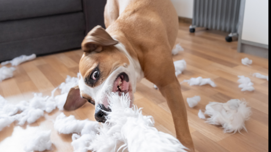 What does ‘NO!’ Really mean to Your Dog?
