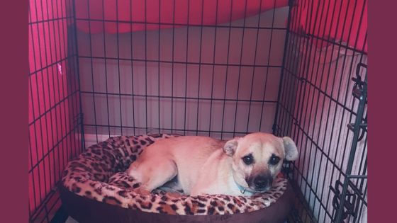 Supporting Your Dogs During Halloween & Fireworks Season