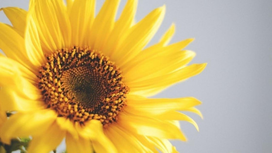 Choosing to Feel Better