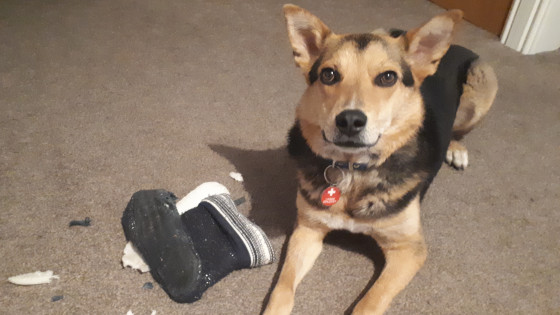 How to take advantage of your dog's "bad" habits