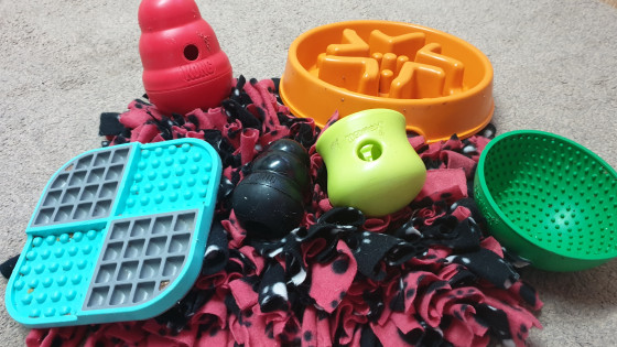 7 easy enrichment ideas for your dog