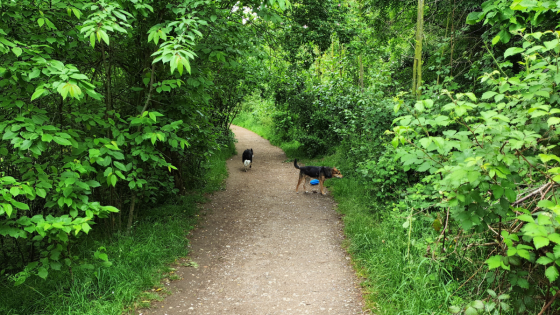 6 easy ways to give your dog more choice