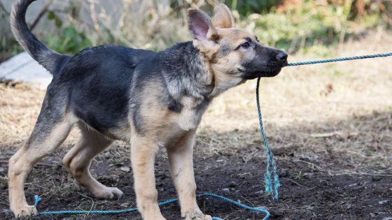 Why is my dog being stubborn?