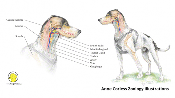 The best walking equipment for dogs