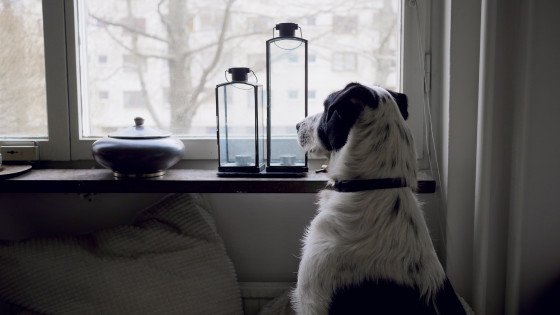 Acclimating your dog to being home alone