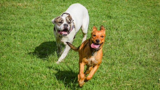 Behaviour Assessments - what you need to know