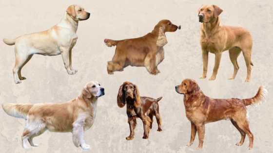 Understanding the Differences Between Show and Working Bred Gundogs
