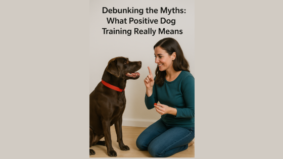 Debunking the Myths: What Positive Training Really Means