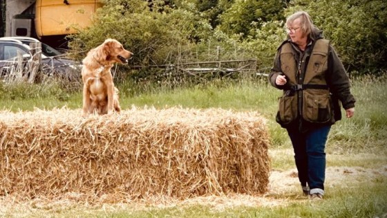 Adolescence, Antics & Almost Retrieves – Surviving the Teenage Gundog