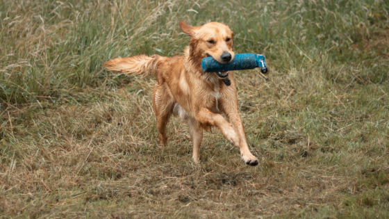 Griff's Training Update: The Wins, The Challenges and The Reality