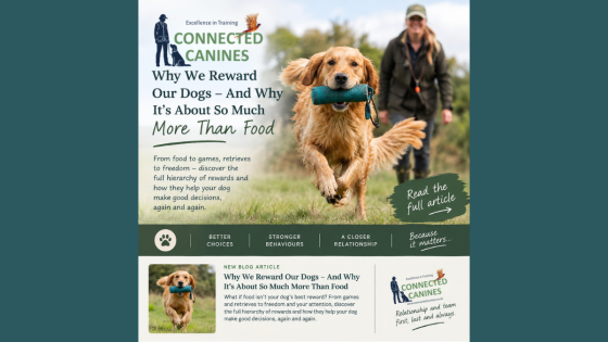 Why We Reward Our Dogs – And Why It’s About So Much More Than Food