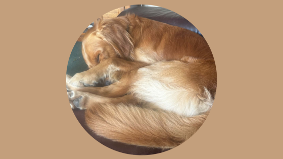 Bob the Dog: Nine Weeks In — Building the Relationship First